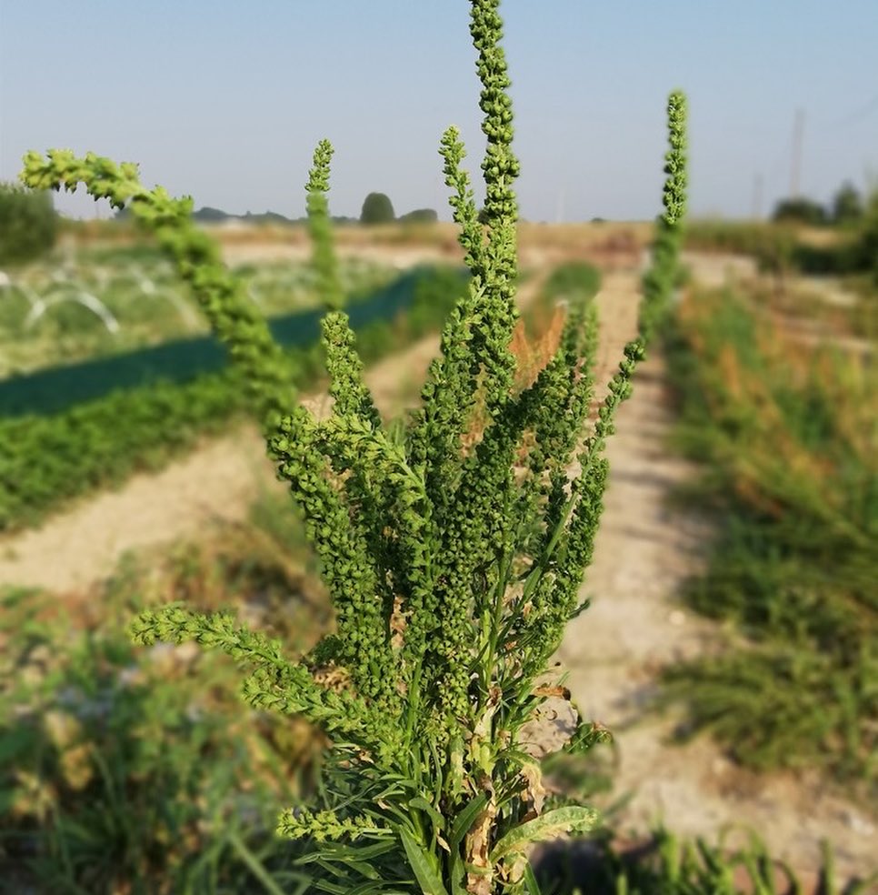 la nuova agricoltura contadina 02